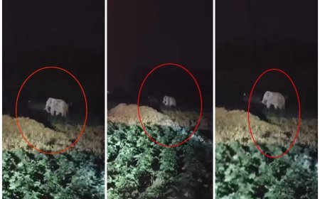 पहले गुलदार और अब हाथी की धमक: देहात क्षेत्रों में लगातार बढ़ रही हैं जंगली जानवरों की आमद.....