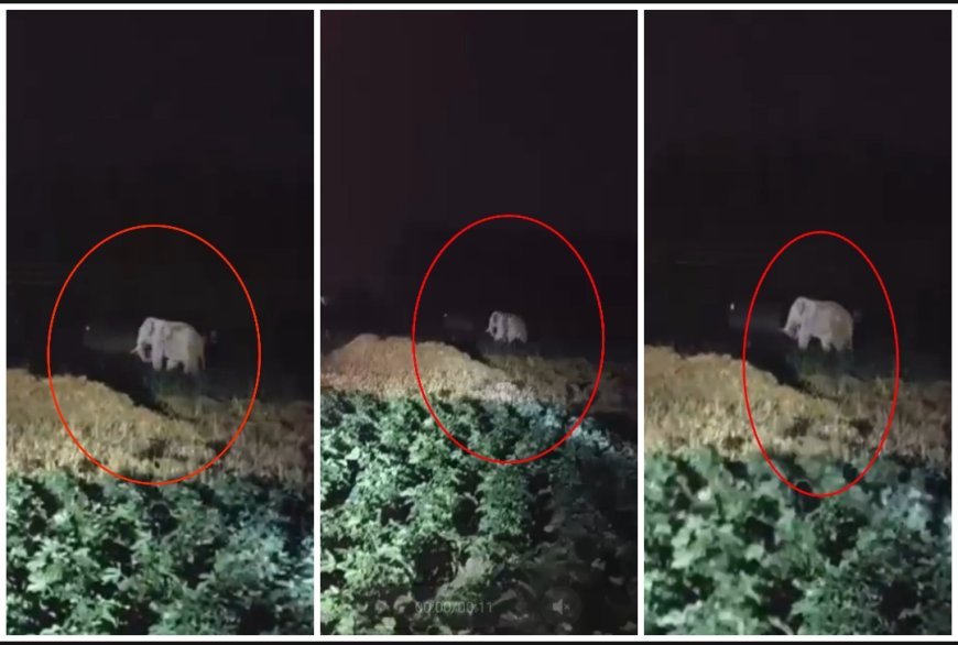 पहले गुलदार और अब हाथी की धमक: देहात क्षेत्रों में लगातार बढ़ रही हैं जंगली जानवरों की आमद.....